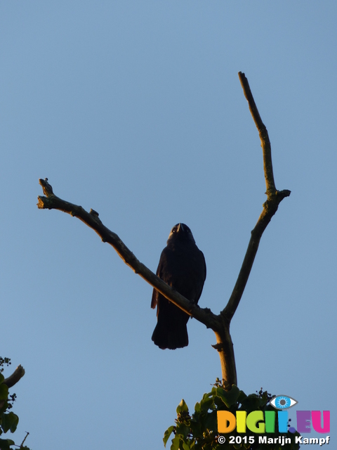 FZ011941 Jackdaw (corvus monedula) in morning sun